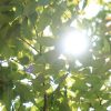 ブログは何が芽吹くかわからない。だったらどんどん種を蒔けばいい
