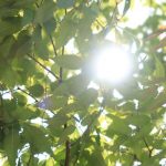 ブログは何が芽吹くかわからない。だったらどんどん種を蒔けばいい